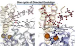 Tuning the phosphoryl donor specificity of dihydroxyacetone kinase from ATP to inorganic polyphosphate. An insight from computational studies