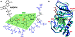 Minimization of dynamic effects in the evolution of dihydrofolate reductase