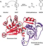Isotope Substitution of Promiscuous Alcohol Dehydrogenase Reveals the Origin of Substrate Preference in the Transition State