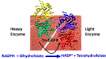 Why are some enzymes dimers? Flexibility and catalysis in thermotoga maritima dihydrofolate reductase