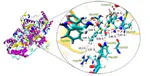 A molecular dynamics study on the role of the protonation state in the biosynthesis of R-PAC by AHAS