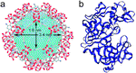 Translocation of enzymes into a mesoporous MOF for enhanced catalytic activity under extreme conditions
