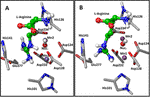 On the Nature of the Enzyme - Substrate Complex and the Reaction Mechanism in Human Arginase I. A Combined Molecular Dynamics and QM/MM Study