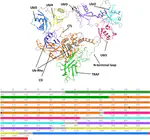 Insights into the Structural and Energetic Descriptions of Ubiquitin Specific Protease 7 (USP7) Catalytic Mechanisms by Hybrid QM/MM Simulations