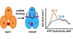Tuning the ZIKV NS3 Helicase Motor Activity through Magnesium Coordination and RNA-Driven Allostery
