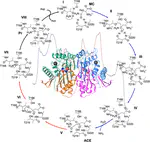 Elucidation of the active form and reaction mechanism in human asparaginase type III using multiscale simulations