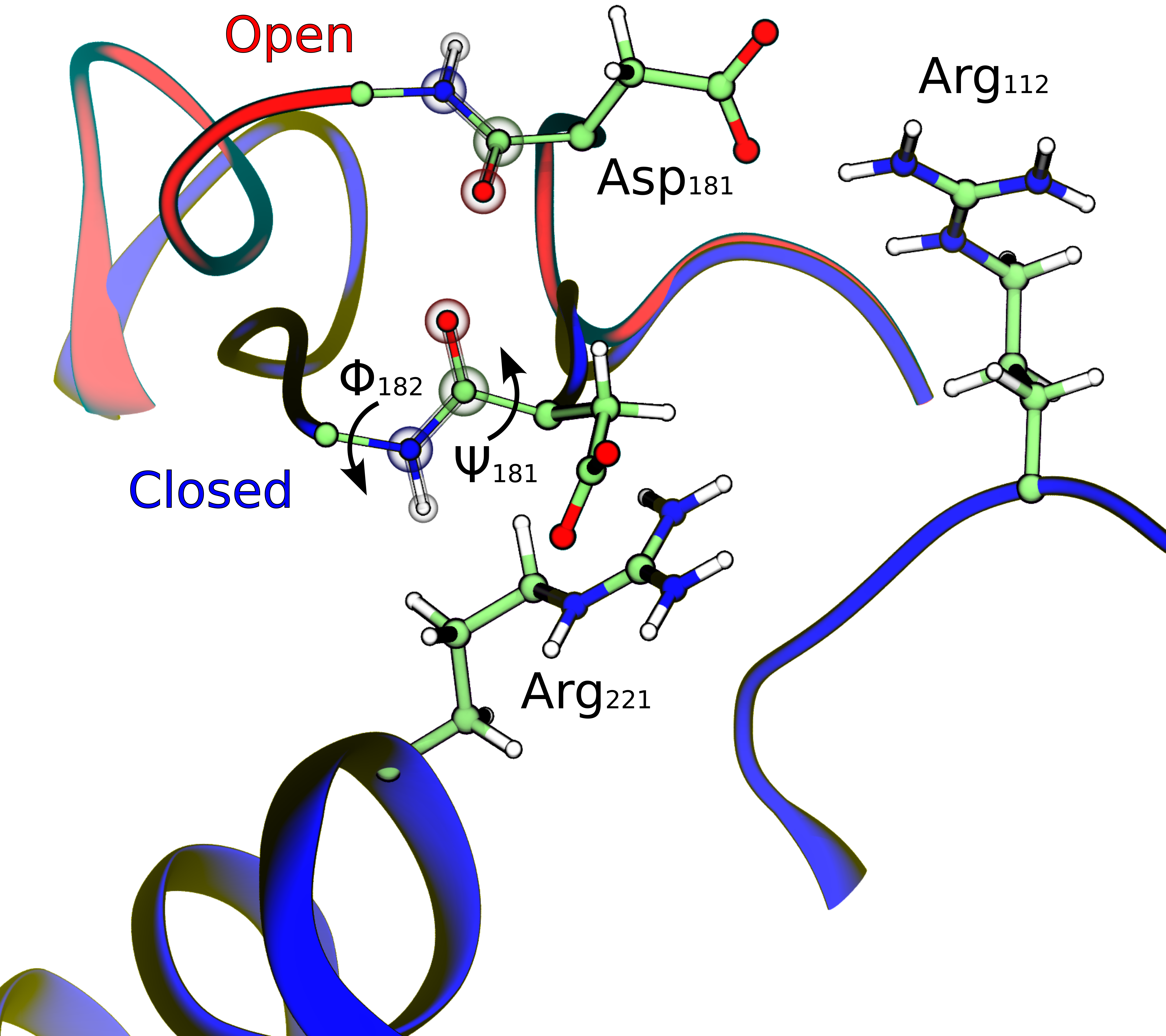 Friction Loop Activation and friction in enzymatic loop opening and closing dynamics ...