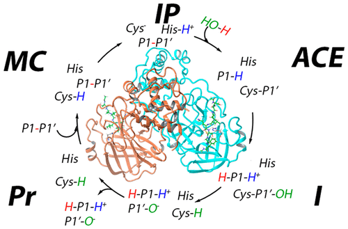 Molecular Dynamics Simulations of SARS-CoV-2 Main Protease