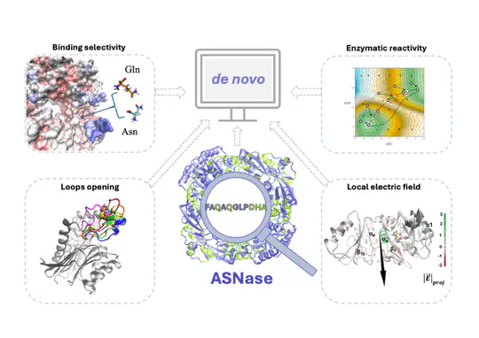Theoretical Insights into L-Asparaginases: Guiding the Engineering of Novel Enzymes for Leukemia Therapy