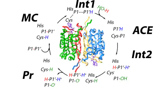 Understanding Function and Inhibition of the Enzyme Caspase-1 Through Molecular Dynamics Simulations